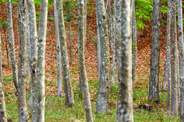 Floresta de árvores de chifres — Fotografia de Stock