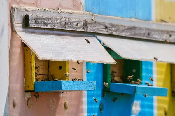 Méhek repkednek — Stock Fotó