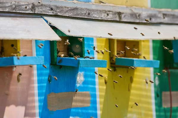 Úly v včelařství truck — Stock fotografie