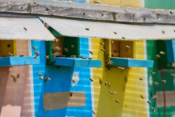 Colmeias em caminhão apiário — Fotografia de Stock