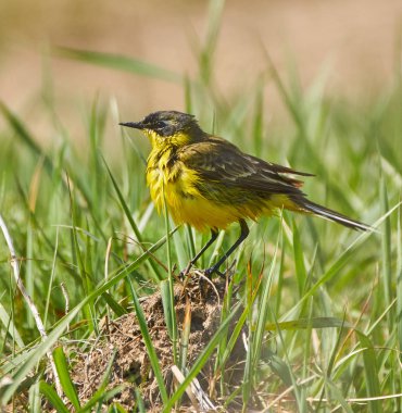 dal üzerinde tünemiş Batı kuyruksallayan              