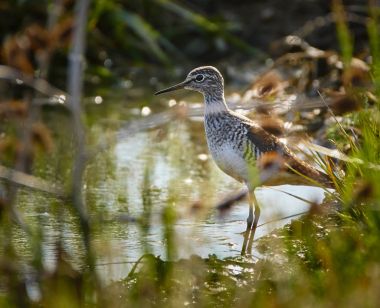 Sandpiper su Edge