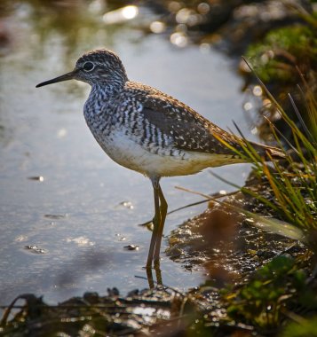 Sandpiper su Edge