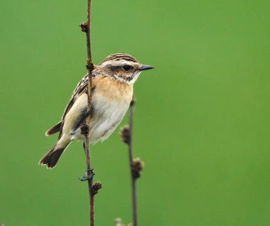 Whinchat dal üzerinde tünemiş