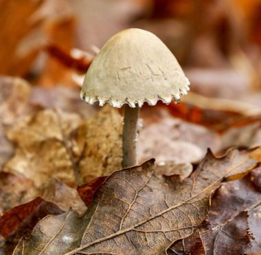 Beyaz dapperling mantar