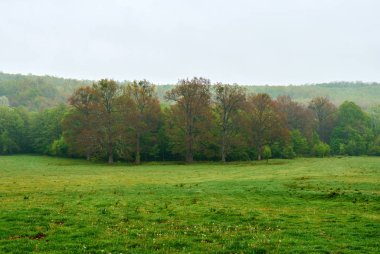 Büyük meşe ağaçları