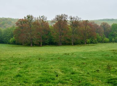 Büyük meşe ağaçları