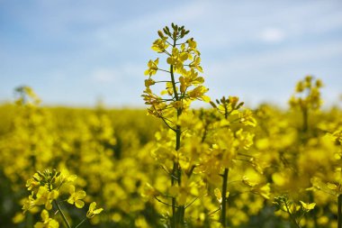 Kolza çiçekleri Close-Up