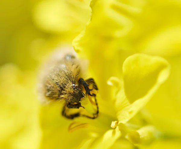 菜種の花を食べる昆虫 — ストック写真