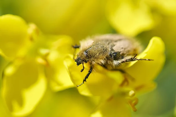 Εντόμων τρώει canola λουλούδι — Φωτογραφία Αρχείου