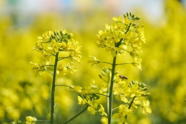 Rapsblüten im Feld — Stockfoto