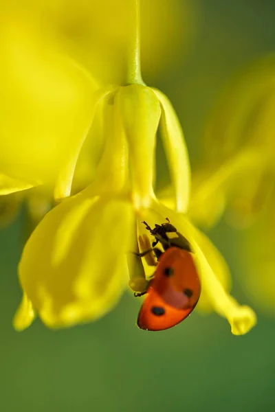 Biedronka zapylających kwiat rzepaku — Zdjęcie stockowe