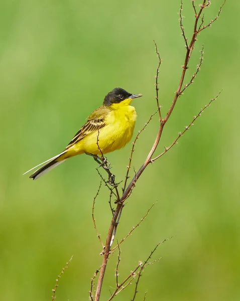 Wagtail perched on twig — Stock Photo, Image