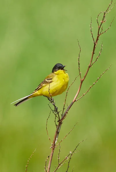Western wagtail perched on twig — Stock Photo, Image