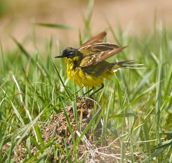 Yellow wagtail after bath — Stock Photo, Image