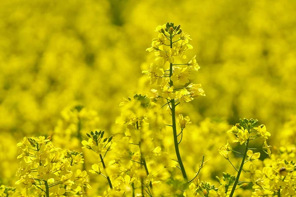 Canola flowers in field — Stock Photo, Image