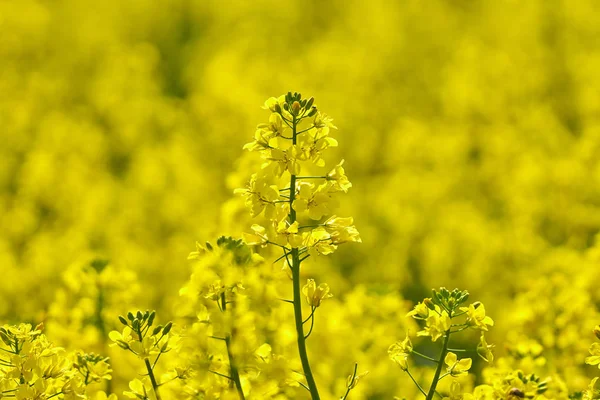 Nahaufnahme von Rapsblüten — Stockfoto