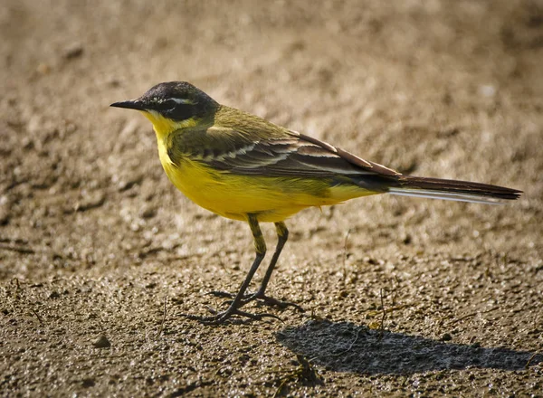 Yellow wagtail on ground — Stock Photo, Image