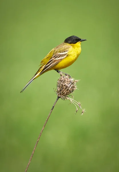 Black headed western wagtail — Stock Photo, Image