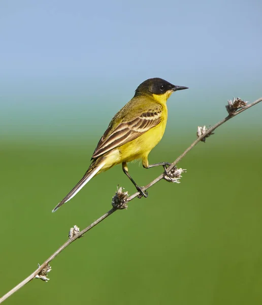 Black headed western wagtail — Stock Photo, Image