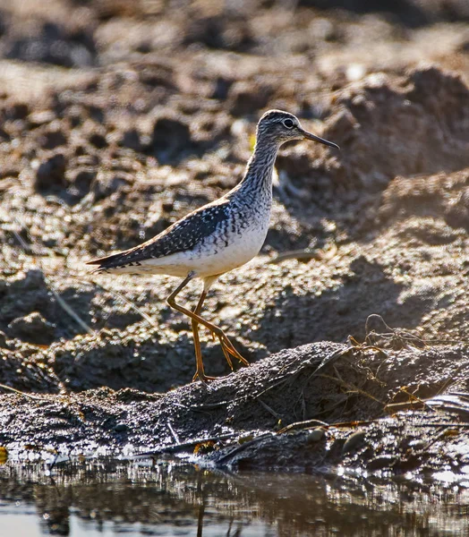 Solitary sandpiper by water edge — Stock Photo, Image