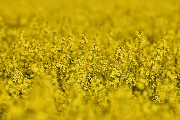 Γκρο πλαν, canola λουλούδια — Φωτογραφία Αρχείου