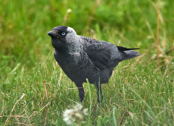 Western jackdaw in grass — Stock Photo, Image