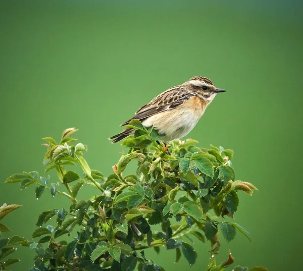 Whinchat perched on twig — Stock Photo, Image