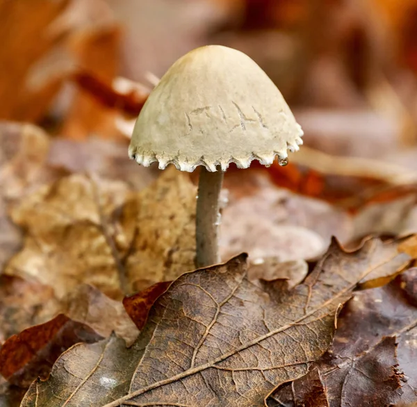 White dapperling mushroom — Stock Photo, Image