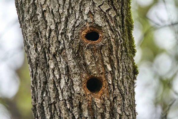 Holes in oak tree trunk — Stock Photo, Image