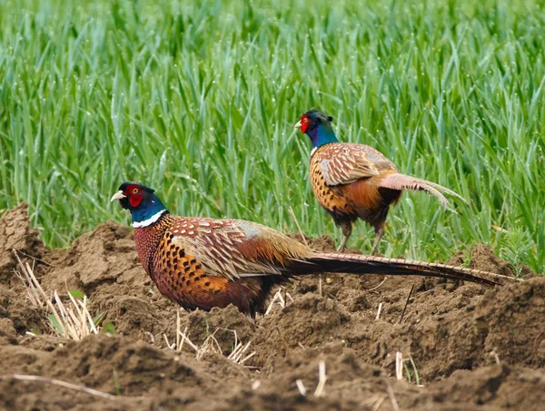 Faisanes en tierras aradas — Foto de Stock