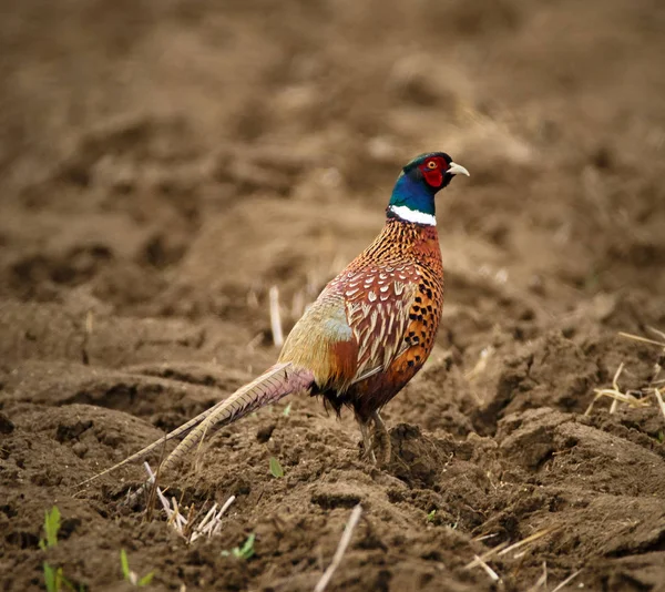 Pheasant on plowed land — Stock Photo, Image
