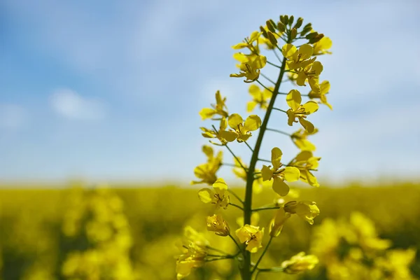 Close-up van bloemen in veld — Stockfoto