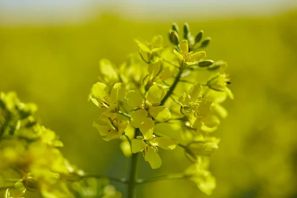 Close-up van bloemen in veld — Stockfoto