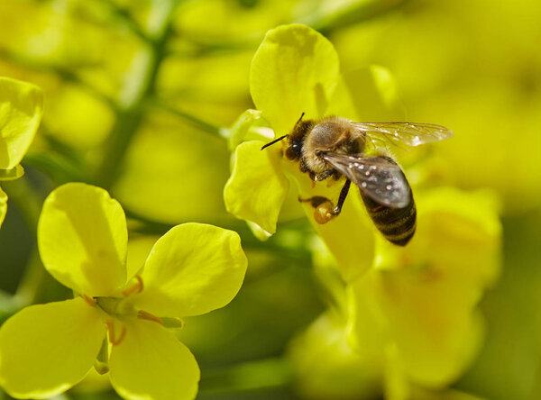 Honeybee on canola flower