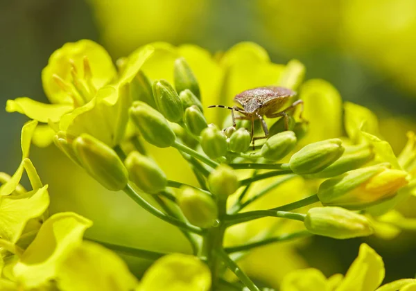 Bug voeden met nectar — Stockfoto