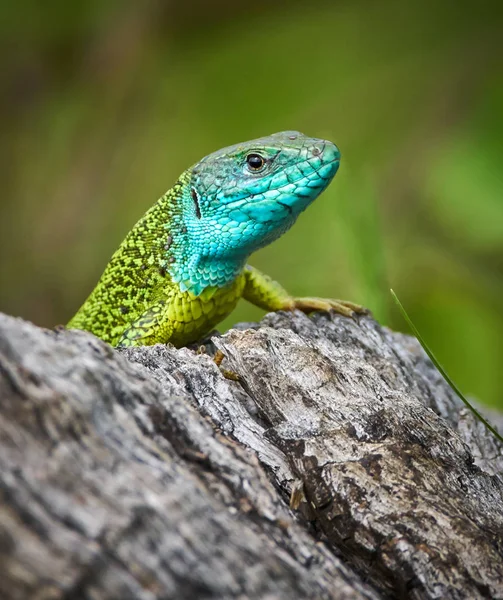 Iberian emerald lizard — Stock Photo, Image