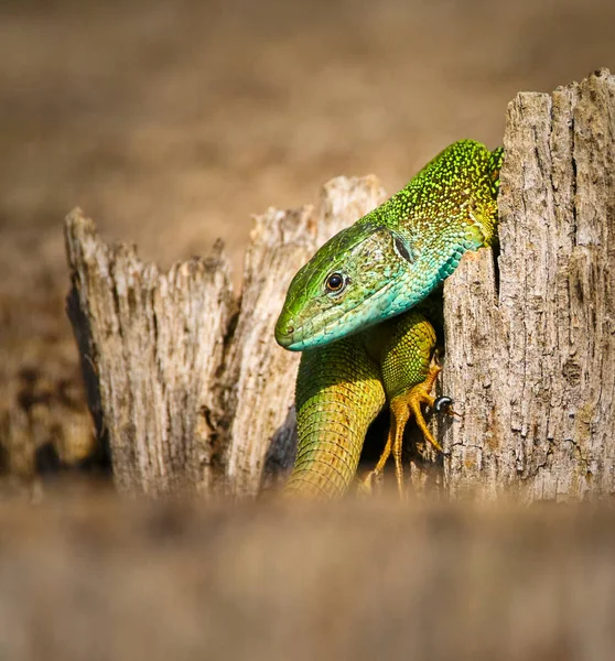 Iberian emerald lizard — Stock Photo, Image