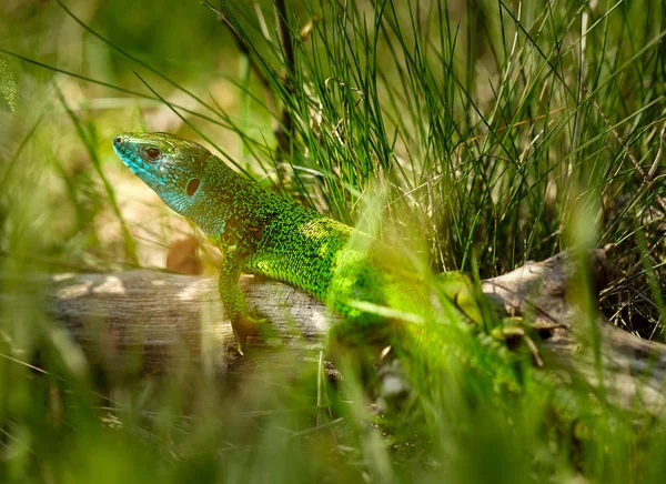 Iberský smaragdová ještěrka — Stock fotografie