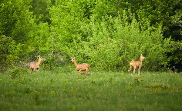 Cerfs à la limite des arbres en forêt — Photo