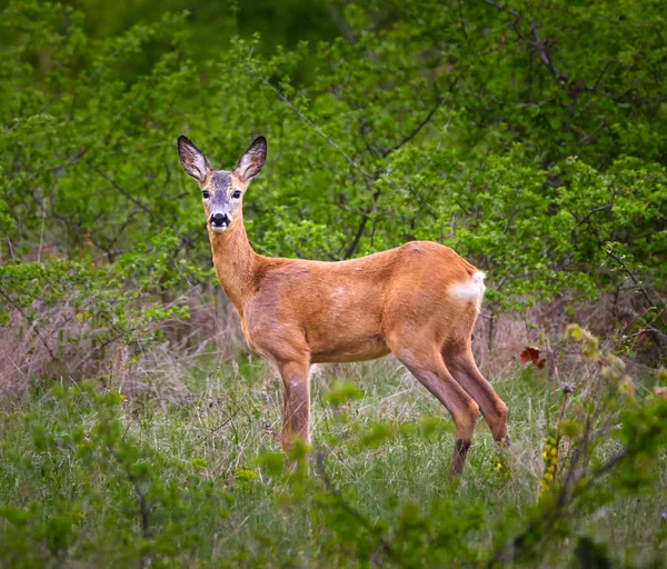 森の中の鹿 — ストック写真