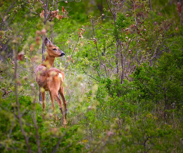 Chevreuil dans la forêt — Photo