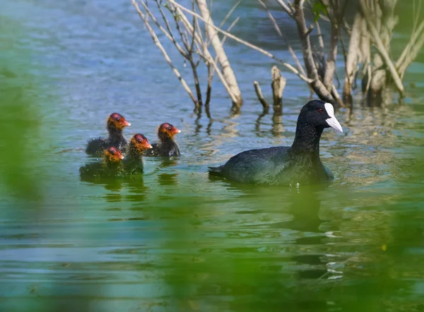 Family of eurasian coots — Stock Photo, Image