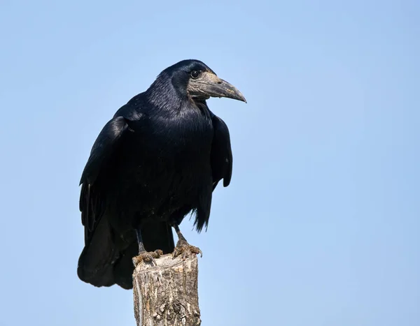 Rook perched on a pole — Stock Photo, Image