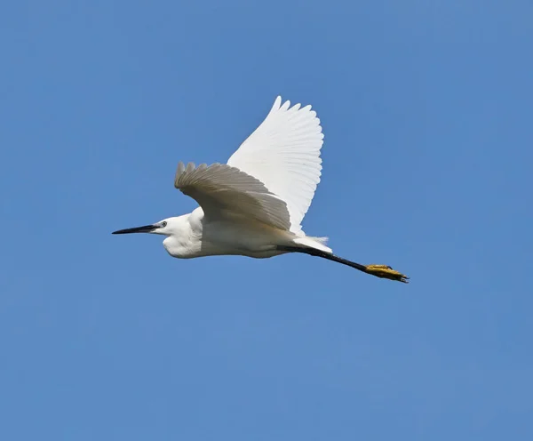 Grande egret em voo — Fotografia de Stock