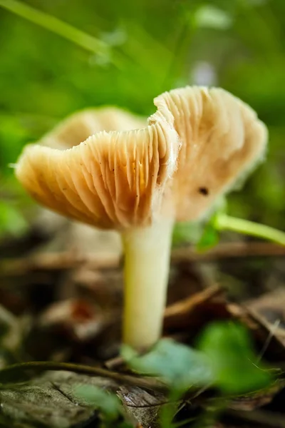 Speisepilz im Wald — Stockfoto