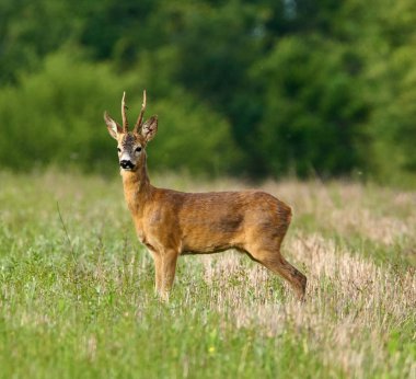 Roebuck buğday alanında