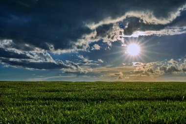 Gün batımında buğday tarlası