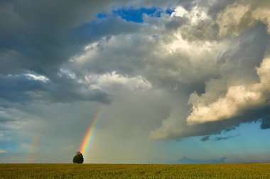 Gökkuşağının üstünde buğday alanı