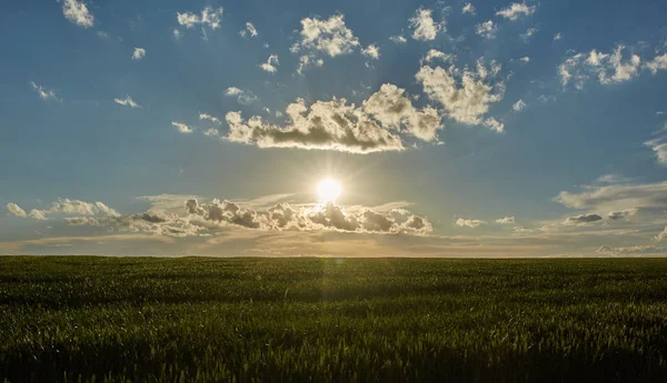 Pole pszenicy o zachodzie słońca — Zdjęcie stockowe